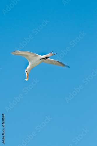 royal tern flying over a tropical shoreline with a fish in it s beak  on the gulf of Mexico