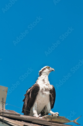 front view, far distance of an osprey, standing on a wood, shingled, roof with a fish dinner in it's claws 