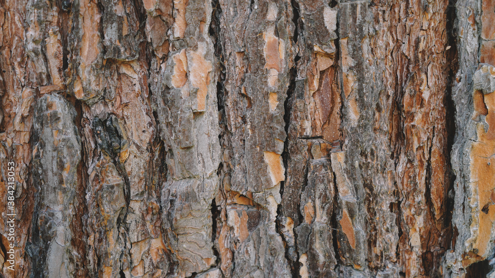 Natural Wooden background Texture Natural Wooden background Texture