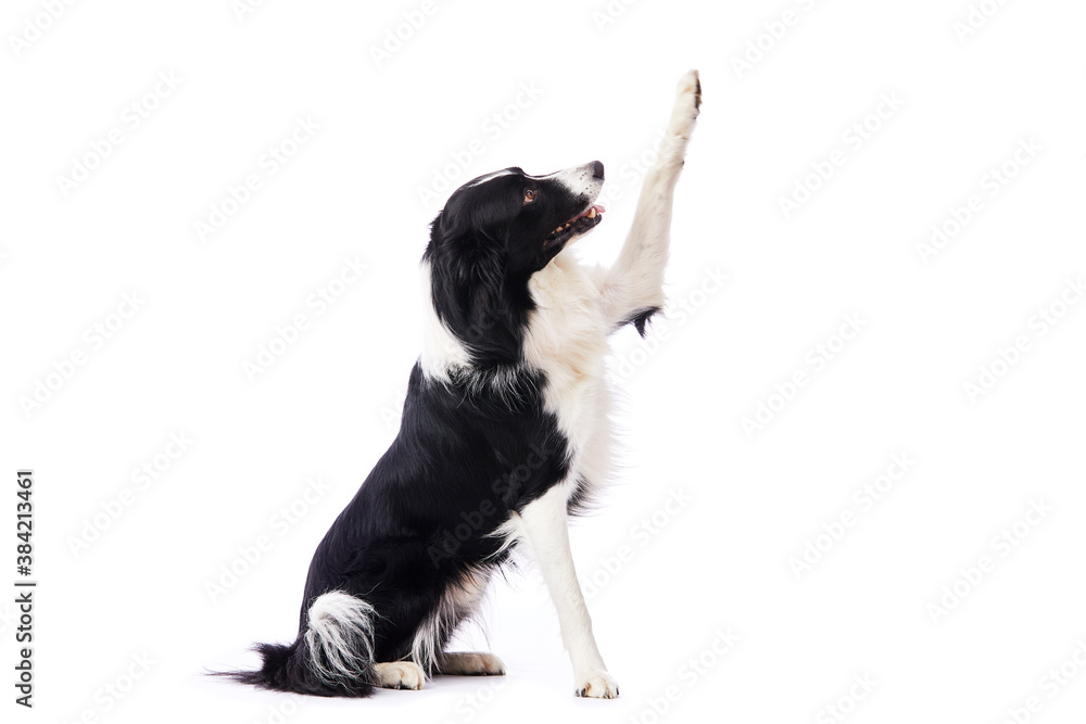 portrait d'un chien mâle de race Border Collie donnant la patte assis