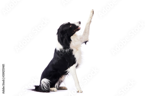 portrait d'un chien mâle de race Border Collie donnant la patte assis sur fond isolé blanc  photo