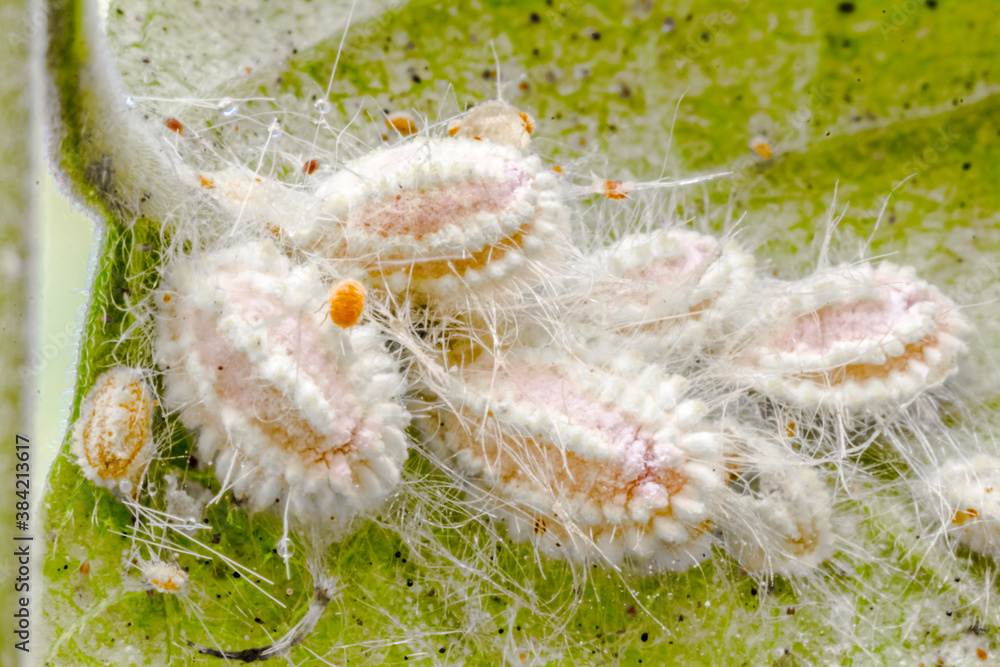 Cochenilles farineuses sur feuille Stock Photo Adobe Stock