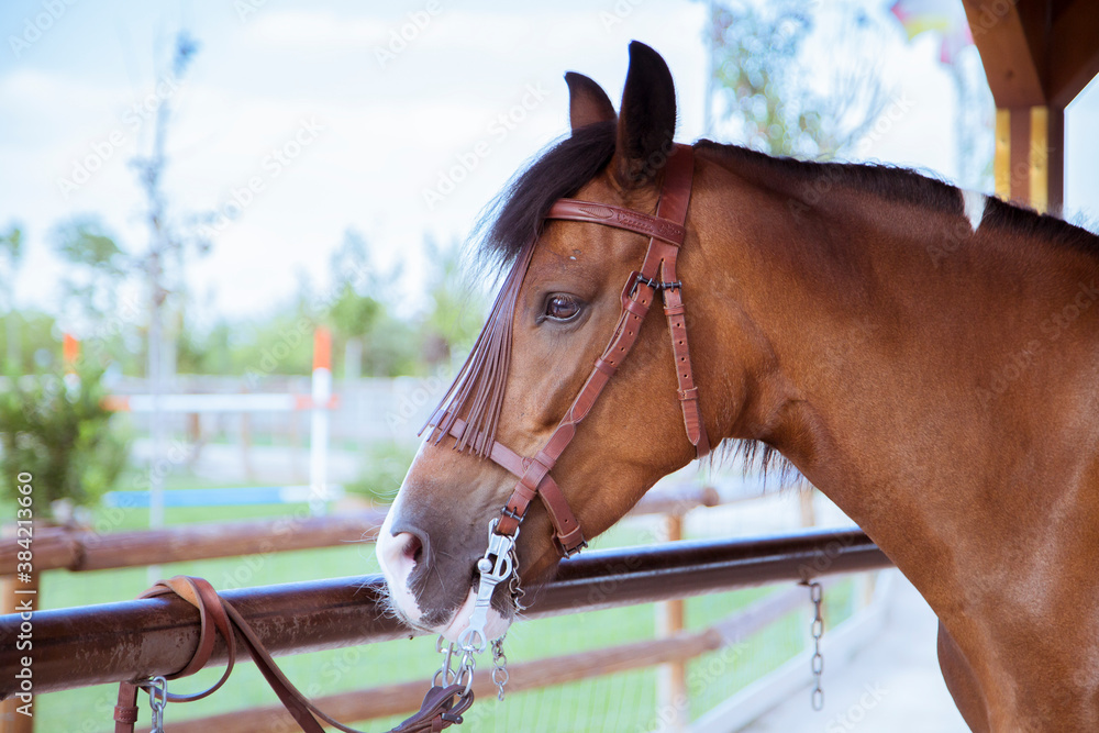 Obraz premium Waiting for a horse ride in the park