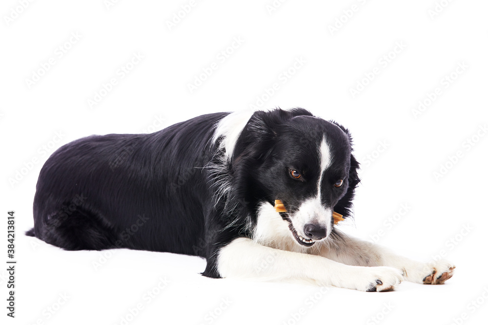 portrait d'un chien mâle de race Border Collie mangeant une friandise sur fond isolé blanc 