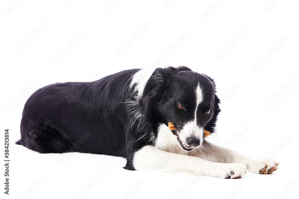 portrait d'un chien mâle de race Border Collie mangeant une friandise sur fond isolé blanc portrait d'un chien mâle de race Border Collie mangeant une friandise sur fond isolé blanc