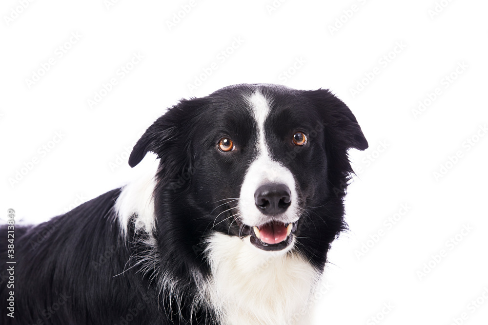 portrait d'un chien mâle de race Border Collie sur fond isolé blanc 