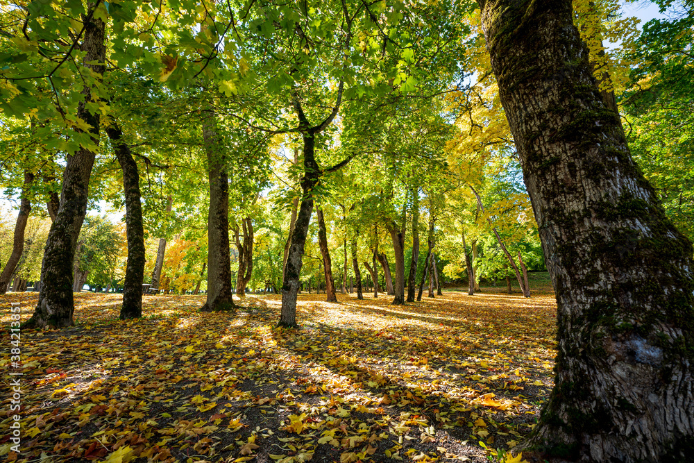 Beginning of autumn in the forests of Sweden.