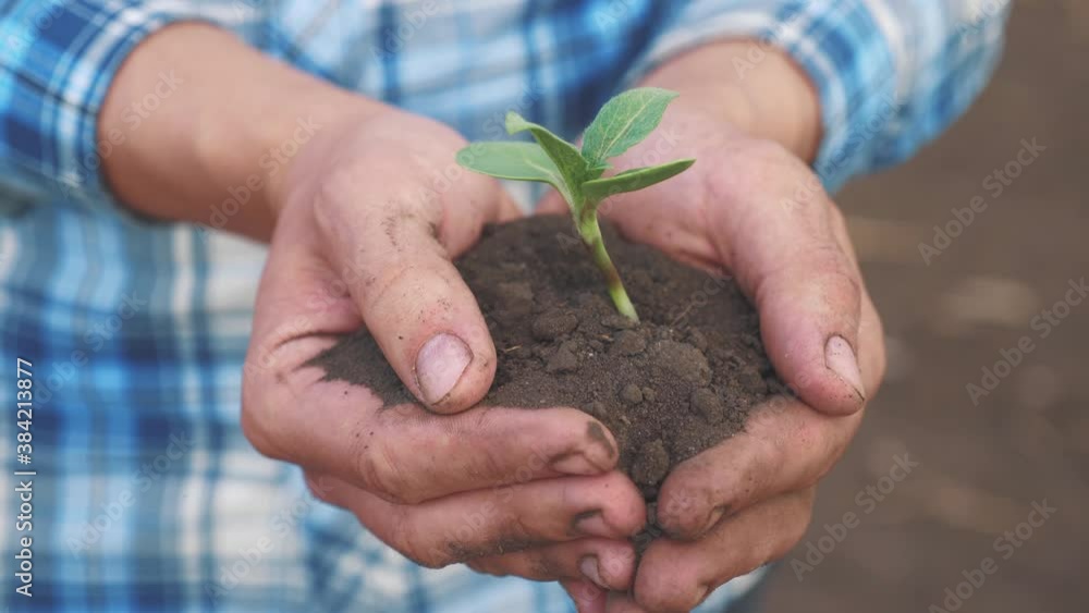 Farmer hand holding a fresh young plant sunflower. man hands holding soil dirt a green young plant. eco farming Symbol of spring and ecology new life and environmental conservation concept. male Farmer hand holding a fresh young plant sunflower. man hands holding soil dirt a green young plant. eco farming Symbol of spring and ecology new life and environmental conservation concept. male