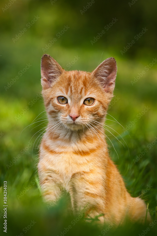 cat portrait with green background, czech kitten