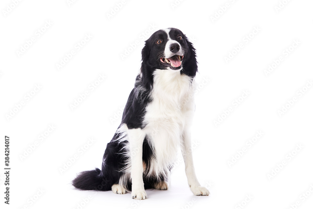 portrait d'un chien mâle de race Border Collie assis sur fond isolé blanc 