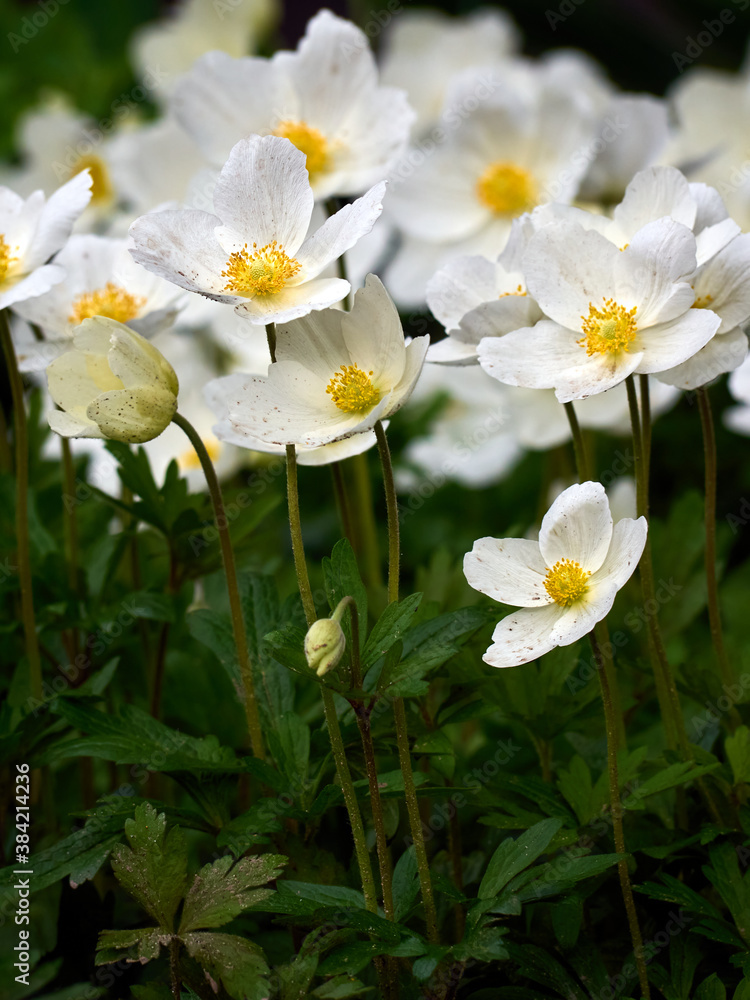 Anemone flowers in the garden. Anemone flowers in the garden.