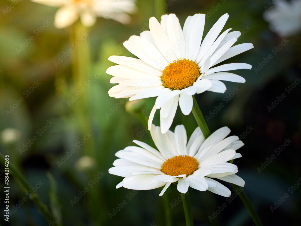 Obraz premium Chamomile flowers in the meadow.