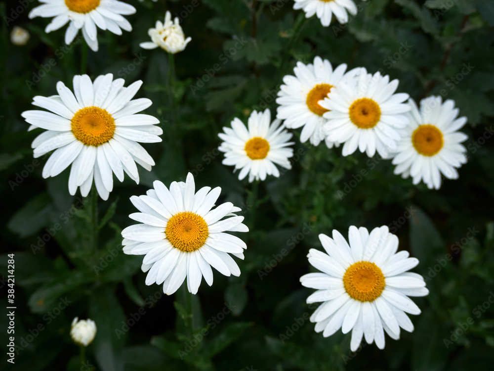 Chamomile flowers in the meadow. Chamomile flowers in the meadow.