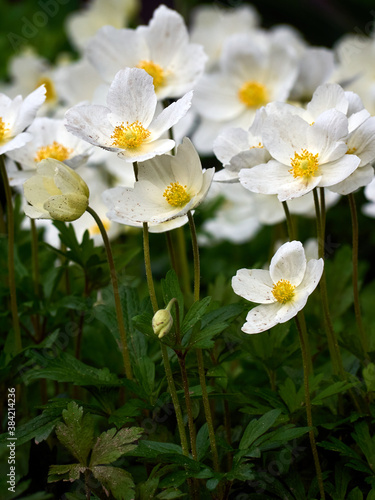 Anemone flowers in the garden. © Kulbabka