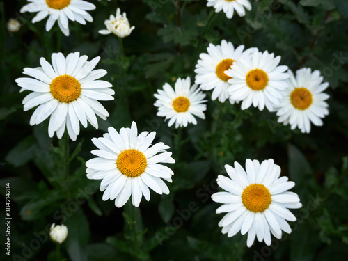 Chamomile flowers in the meadow.