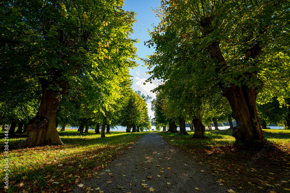 Naklejka premium Beginning of autumn in the forests of Sweden.