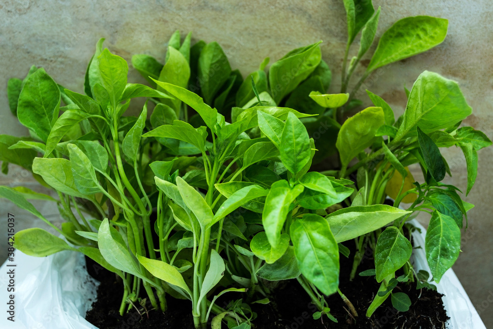Bell pepper seedling. Growing of vegetables in greenhouse. Bell pepper seedling. Growing of vegetables in greenhouse.