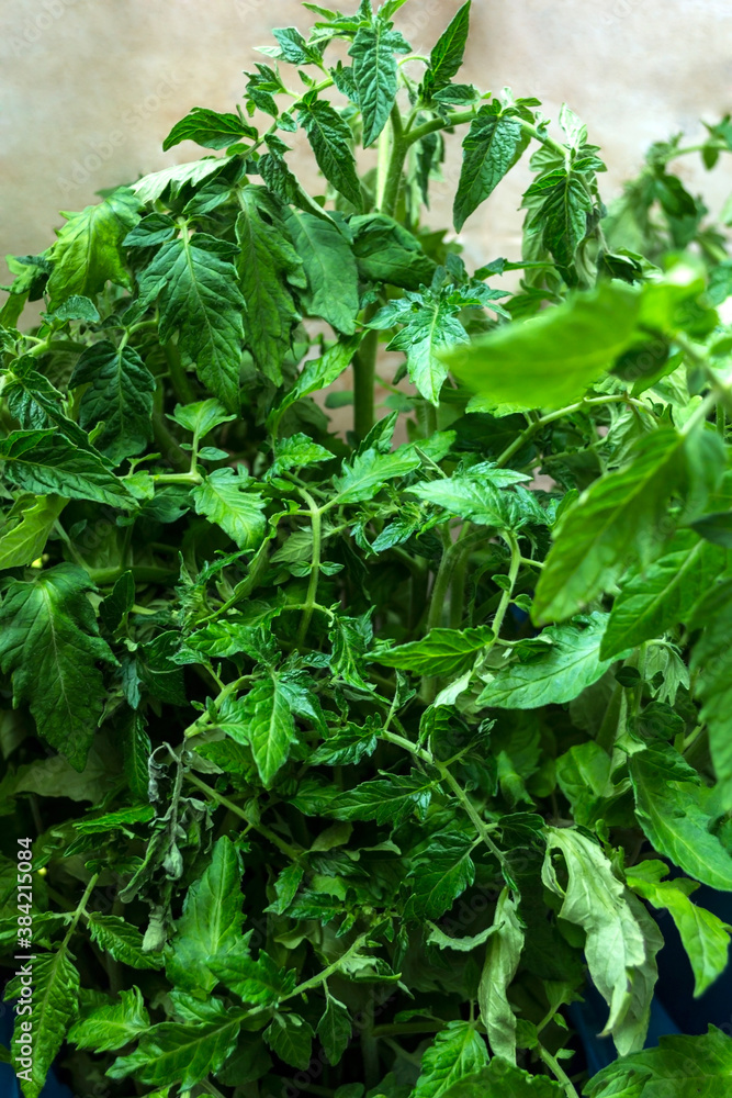 Tomato seedling. Growing of vegetables in greenhouse. Tomato seedling. Growing of vegetables in greenhouse.
