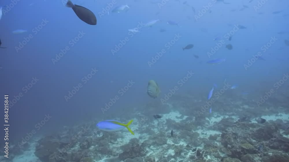 A big Napoleon wrasse on the reef in Maldives A big Napoleon wrasse on the reef in Maldives