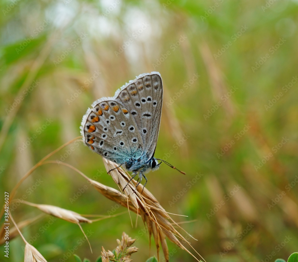 Obraz premium butterfly on a flower