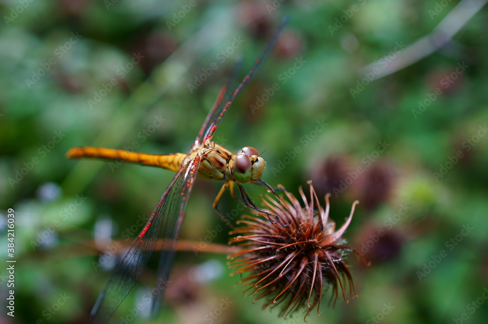 dragonfly on a branch