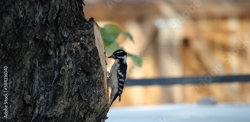bird on a tree