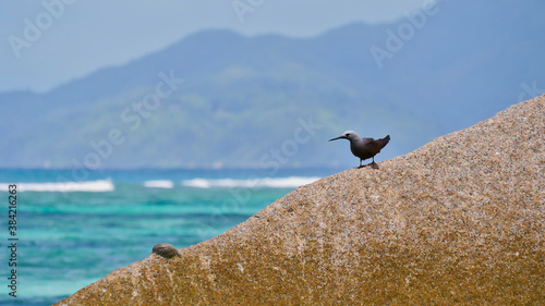 Tiny lesser noddy water bird (anous tenuirostris) sitting on a granite rock on popular beach Anse Source d'Argent on La Digue island, Seychelles with Praslin island in background. Fokus on bird. photo