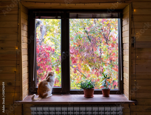 Beautiful view of autumn colorful trees through window. Cute cat sitting on windowsill.