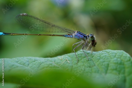 dragonfly on a green leaf © Станислав 