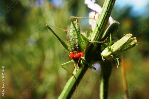 grasshopper on a flower © Станислав 