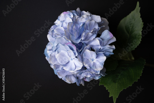 blue hydrangea flower