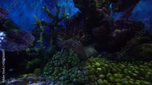 Electric eel fish under water of sea photo