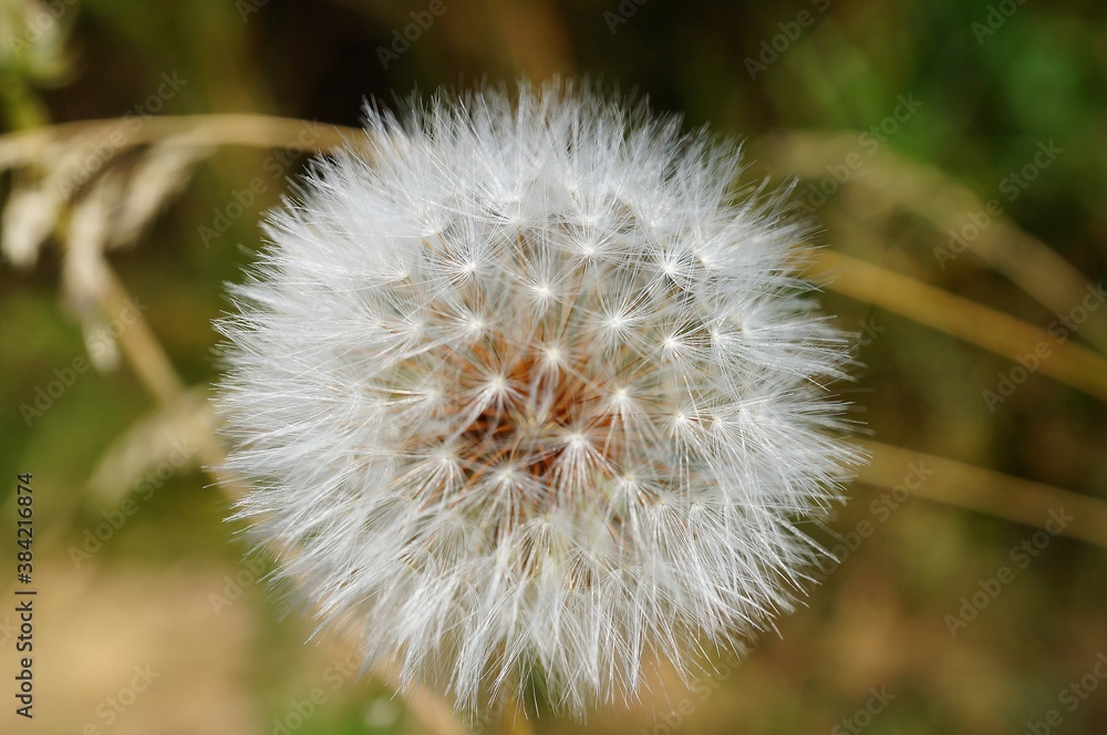 Fototapeta premium dandelion on green background