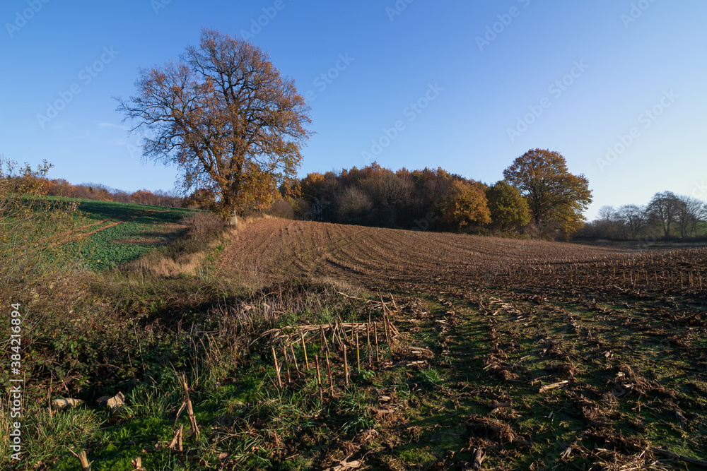 Obraz premium alte Eiche am Feldrand