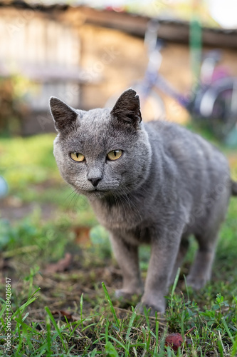 cat sitting in the grass..