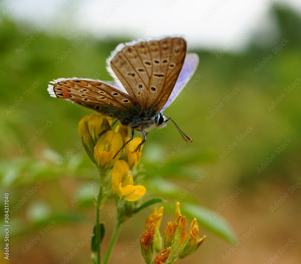 Obraz premium butterfly on a flower