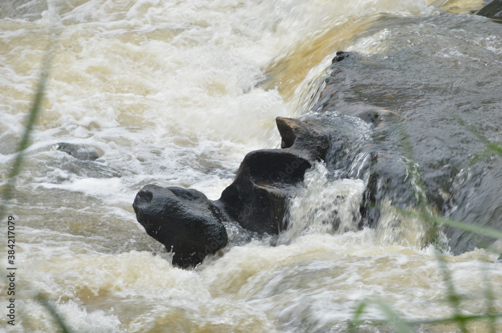 Fototapeta premium water flowing into the river