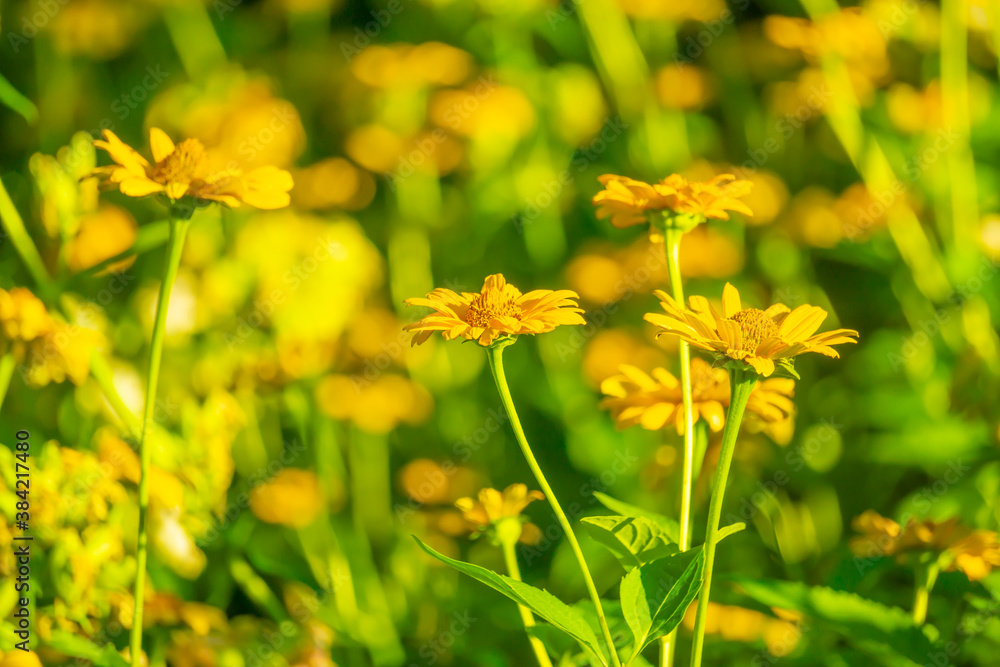 Obraz premium Spring Flowers