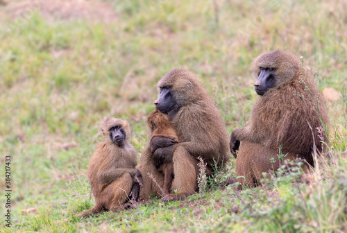 monkey family gathered on the ground © xyo33