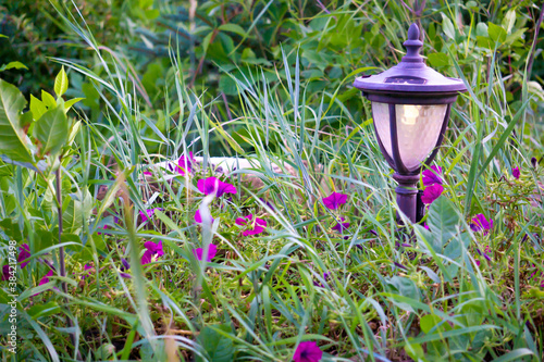 Dusk Spring Flowers