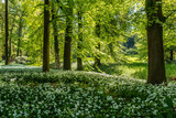 Forests and gardens surrounding Schloss Dick castle in Germany