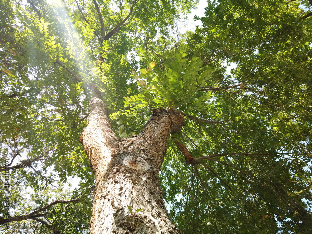 Oak tree view from beneath Oak tree view from beneath