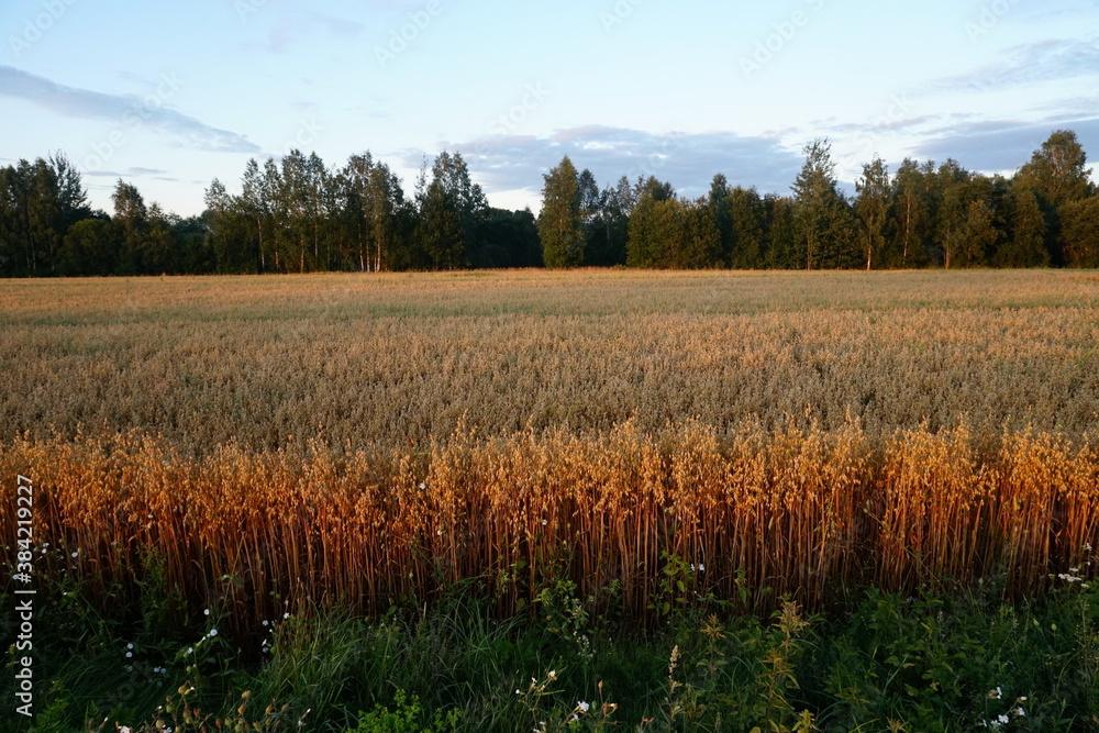 Oats field at yellow sunset Oats field at yellow sunset
