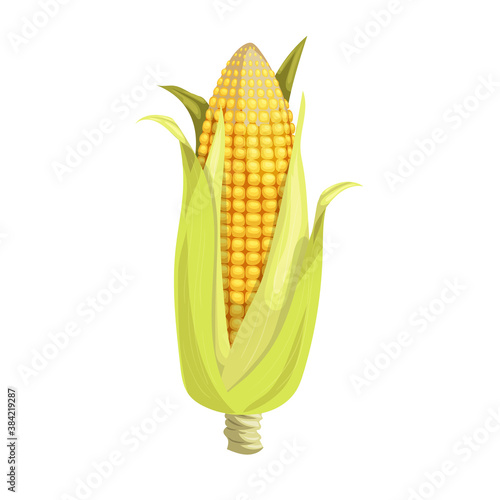 An ear of corn cob with husk. Cartoon trendy style. Maize. Bright ripe vegetable. Vector illustration isolated on white background.