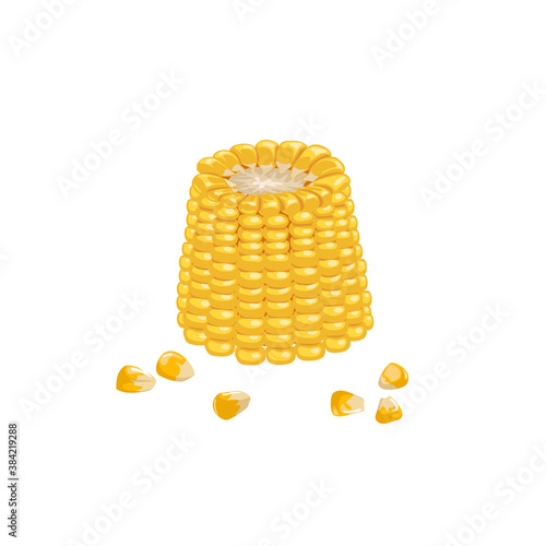 A corn cob part with seeds. Cartoon trendy style. Maize. Bright ripe vegetable. Vector illustration isolated on white background.