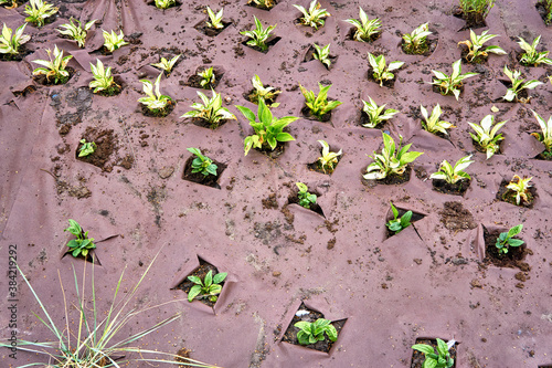 Plant seedlings in the holes of a weed control mat.