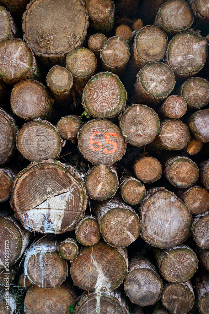 Close up of a pile of cut logs in a forest.