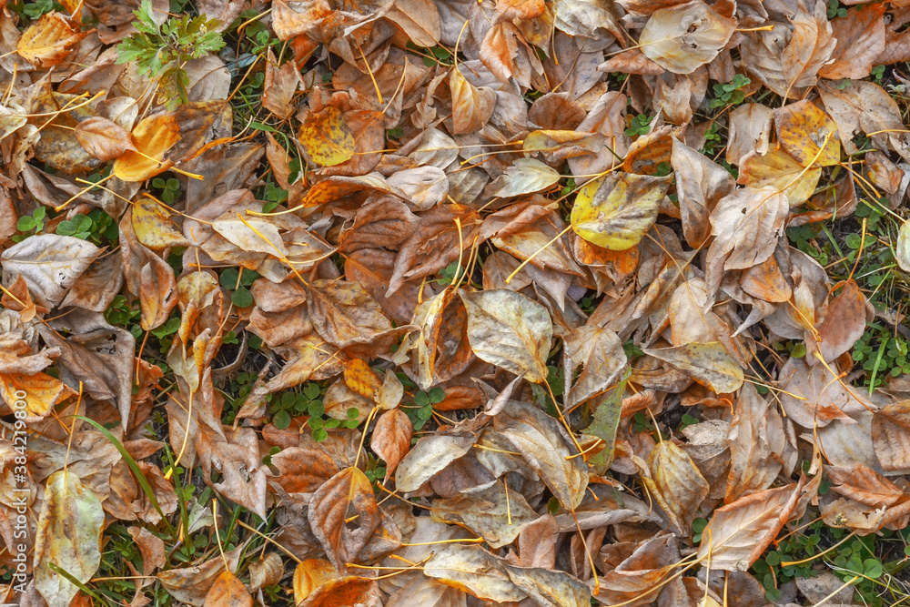 Autumn background of dry fallen leaves. Top view. Autumn background of dry fallen leaves. Top view.
