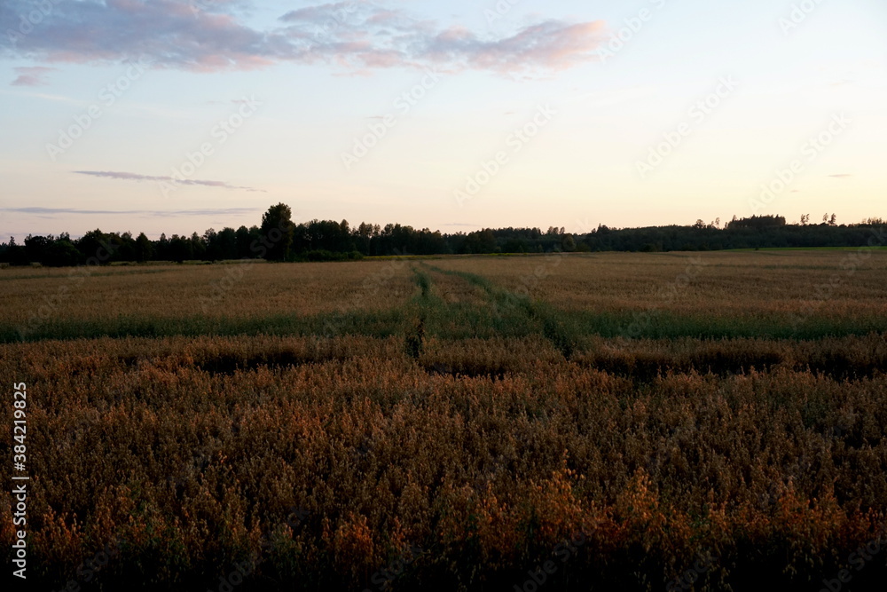 Oats field at yellow sunset 