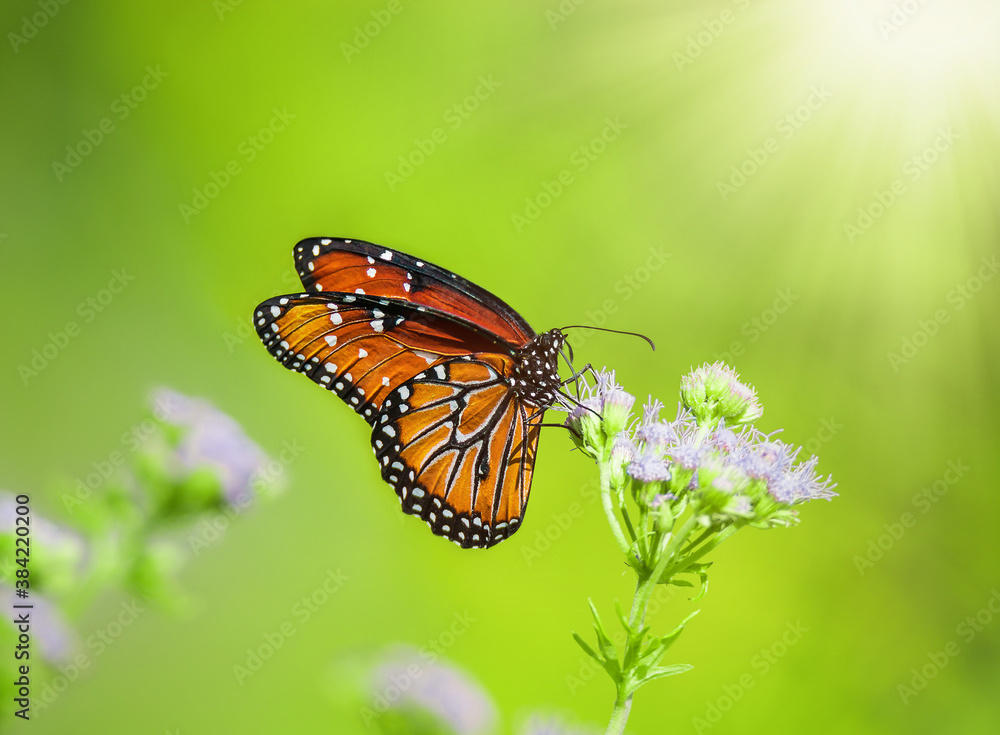 Queen butterfly (Danaus gilippus) feeding on Blue Mistflowers (Conoclinium greggii) on a sunny day. Natural green background with copy space. Queen butterfly (Danaus gilippus) feeding on Blue Mistflowers (Conoclinium greggii) on a sunny day. Natural green background with copy space.